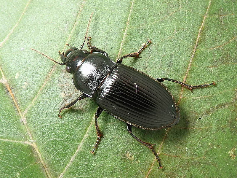 Carabidae: Anisodactylus signatus